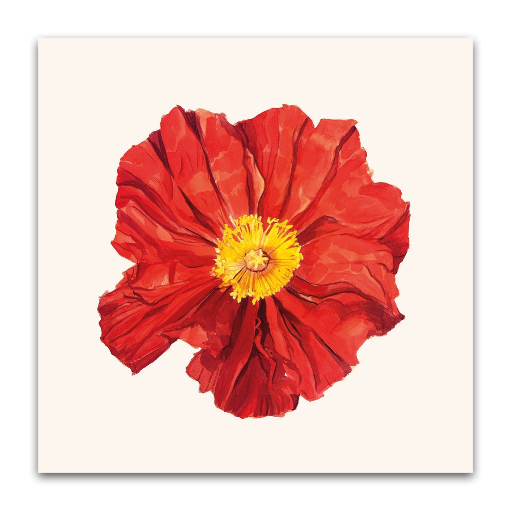 Island Poppy