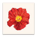 Island Poppy