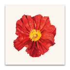 Island Poppy