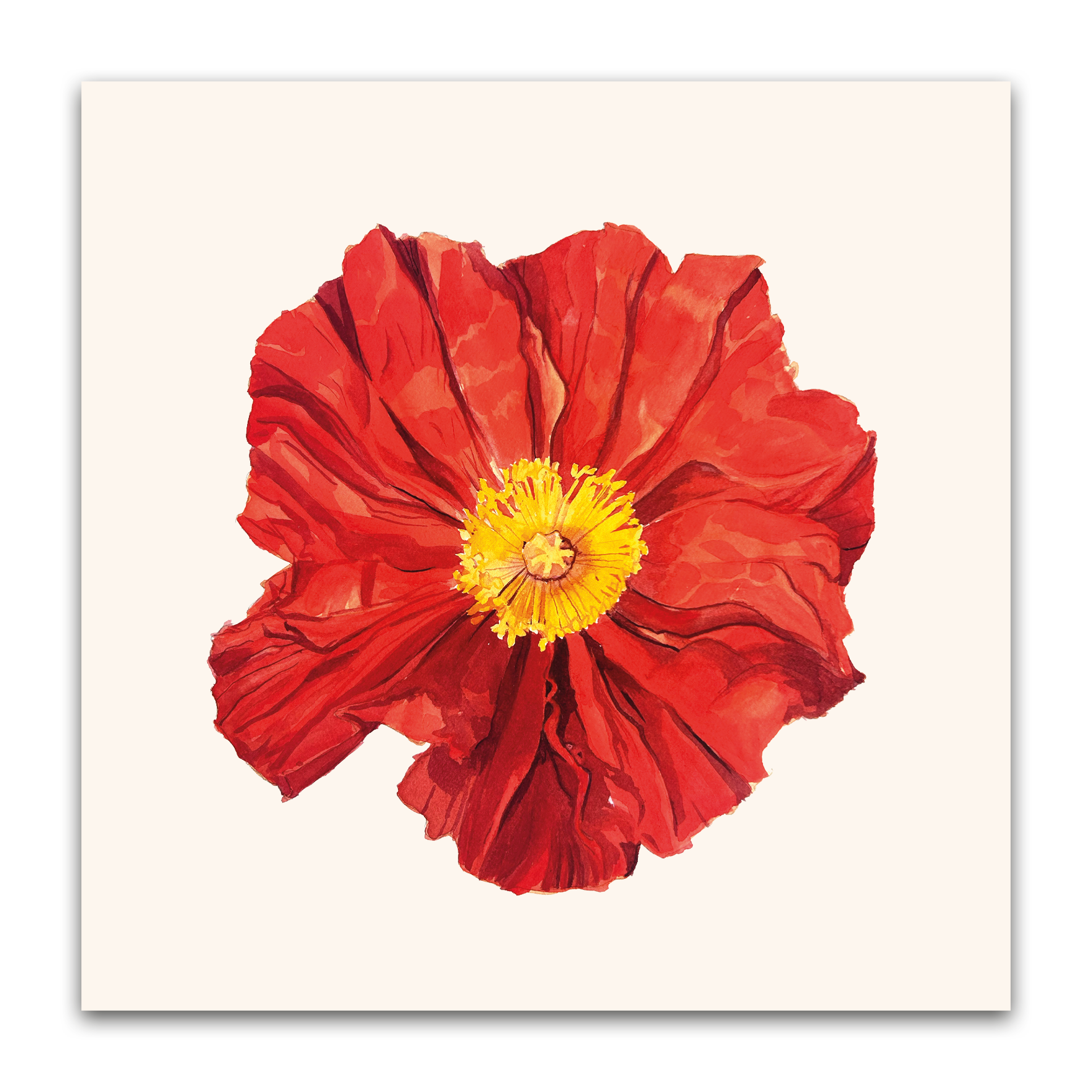 Island Poppy
