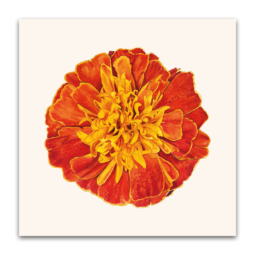 Marigold