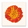 Marigold