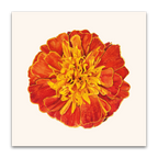 Marigold