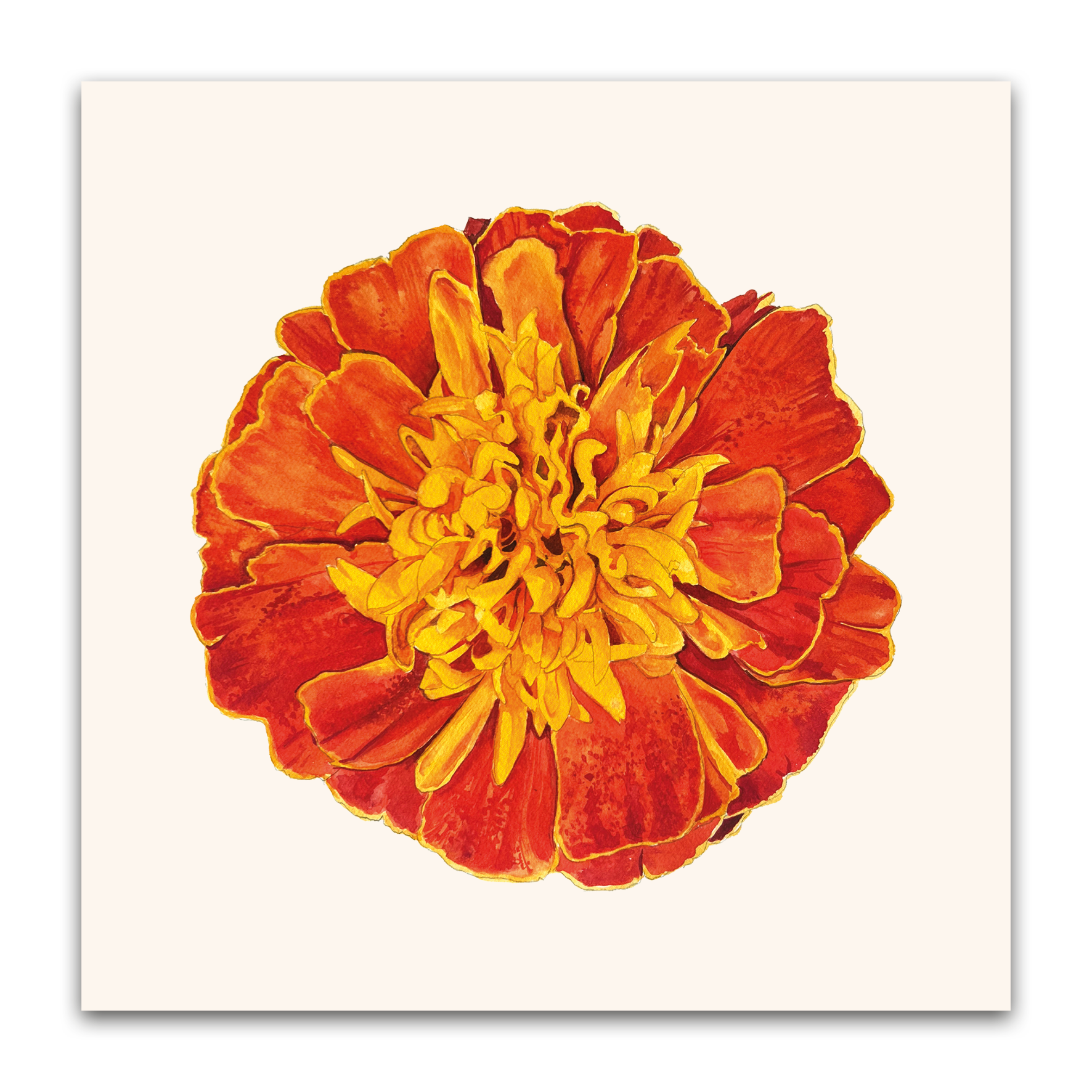 Marigold