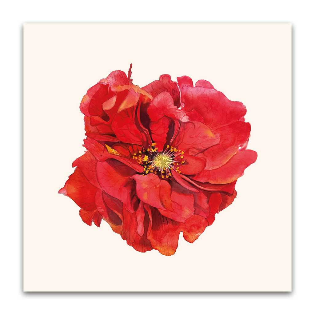 Red Geum