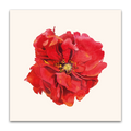 Red Geum