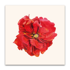 Red Geum