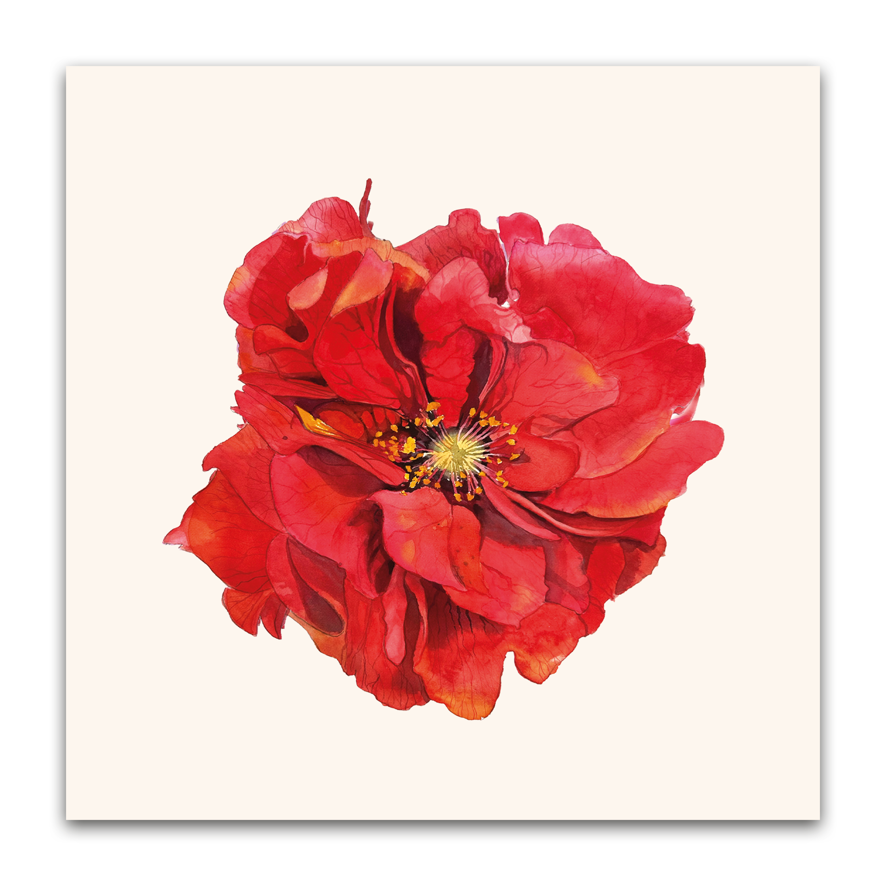 Red Geum