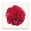 Red Peony