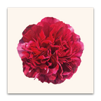 Red Peony