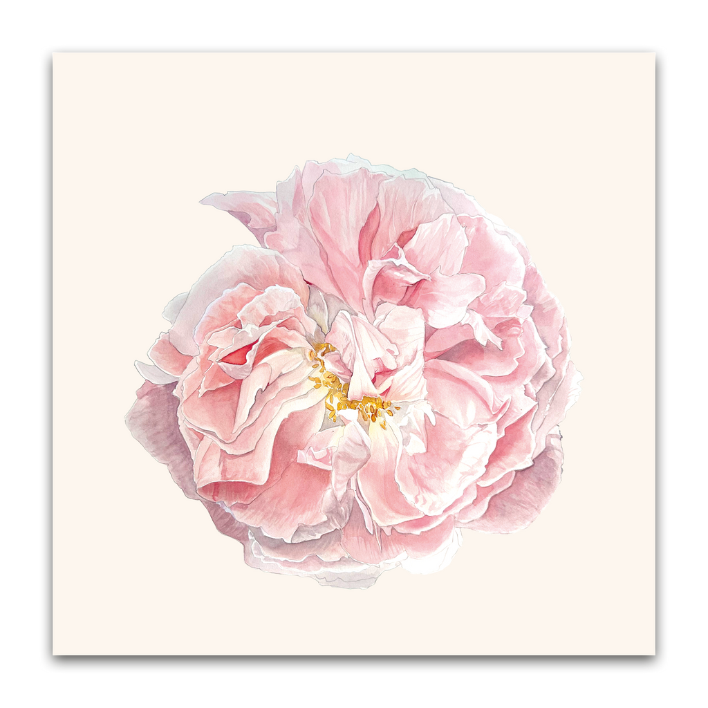 Rose Celsiana