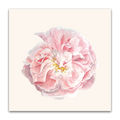 Rose Celsiana