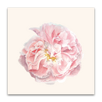 Rose Celsiana