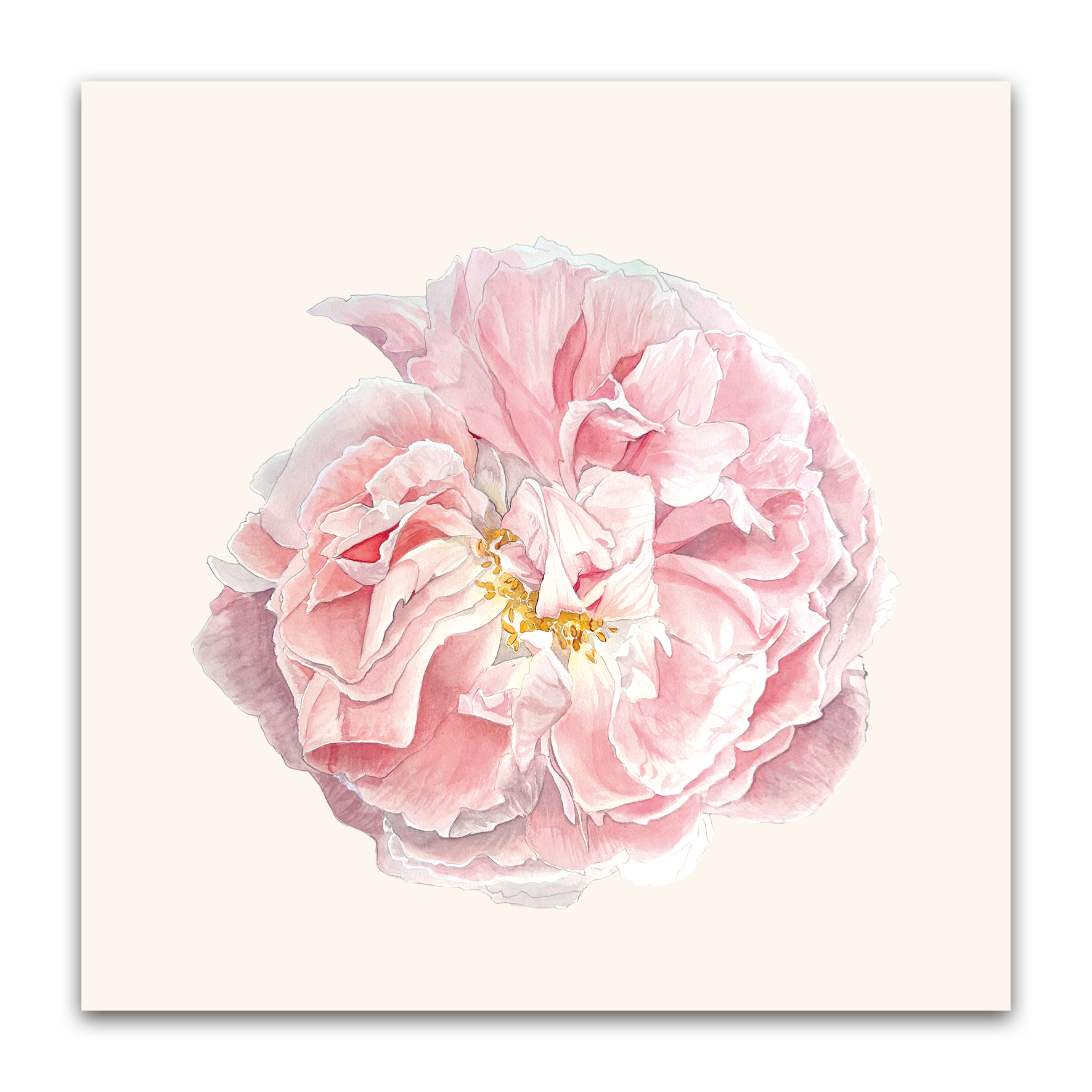 Rose Celsiana