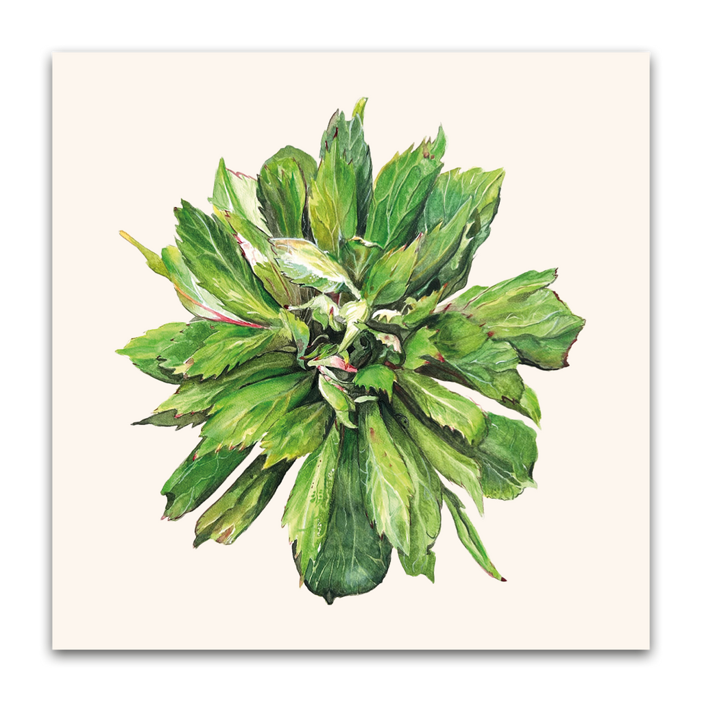 Viridiflora Rose