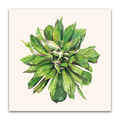 Viridiflora Rose