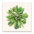 Viridiflora Rose