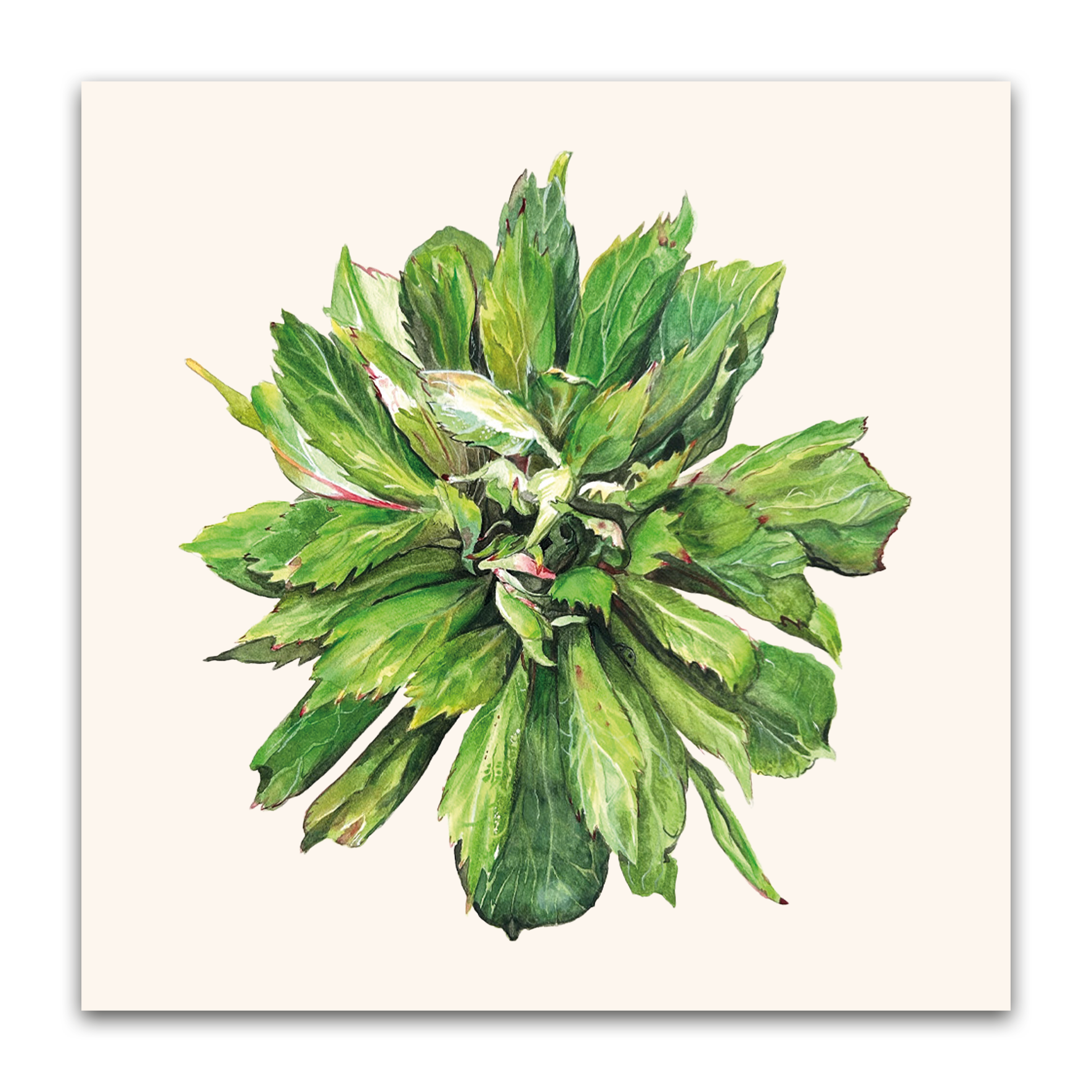 Viridiflora Rose