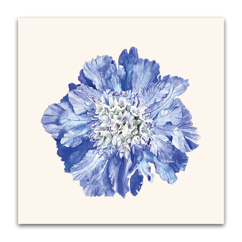 Scabiosa Fama