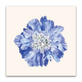 Scabiosa Fama