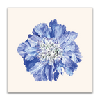 Scabiosa Fama
