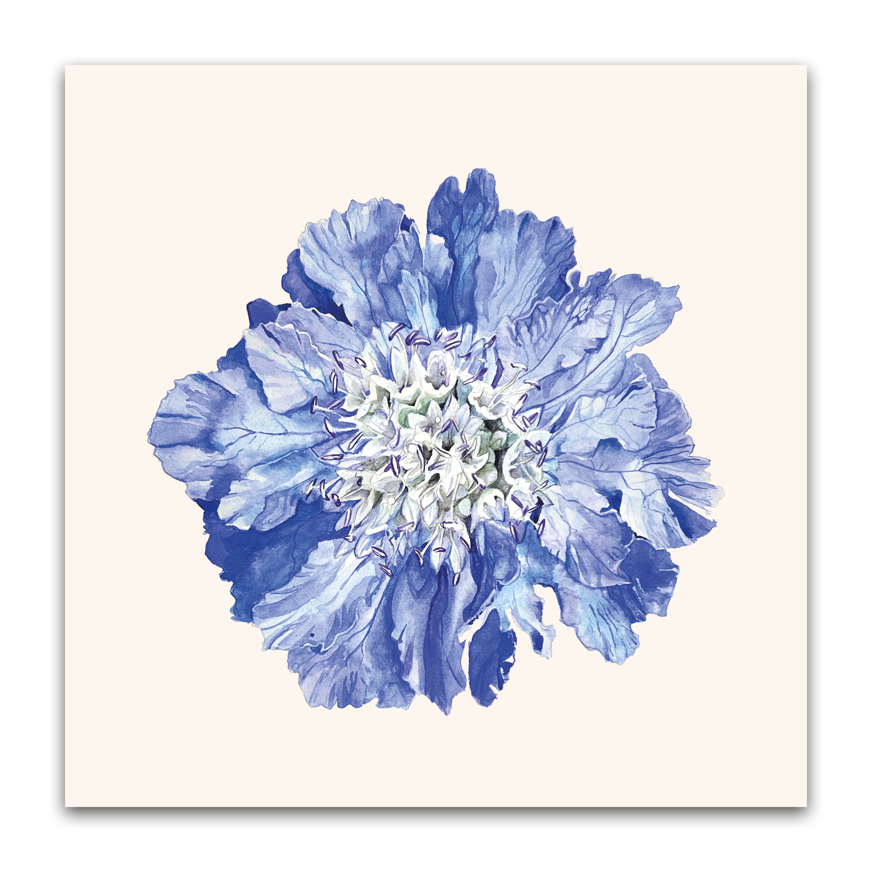 Scabiosa Fama