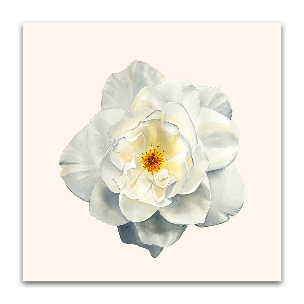 White Rose