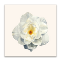 White Rose