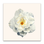 White Rose