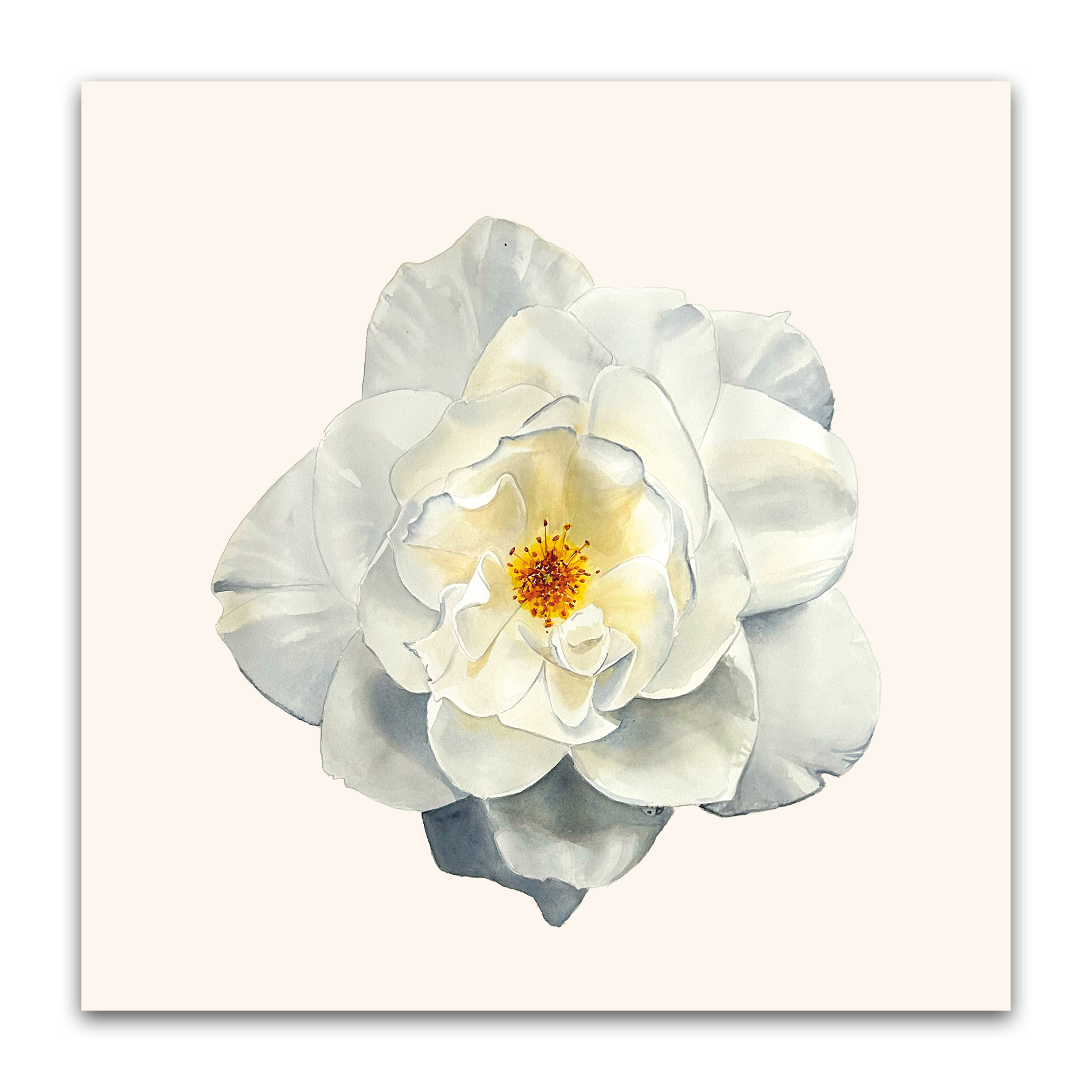 White Rose