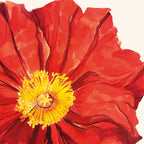 Island Poppy