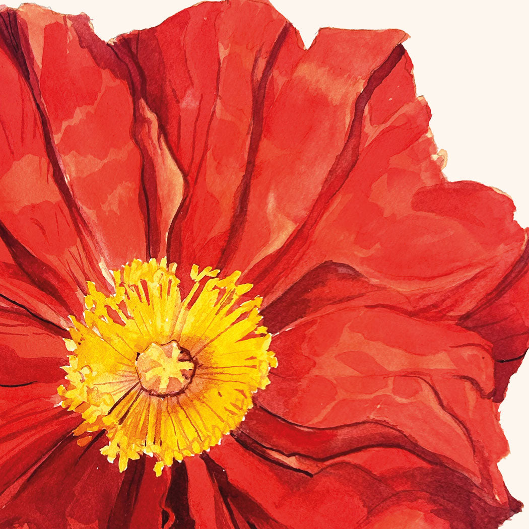 Island Poppy