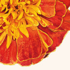 Marigold