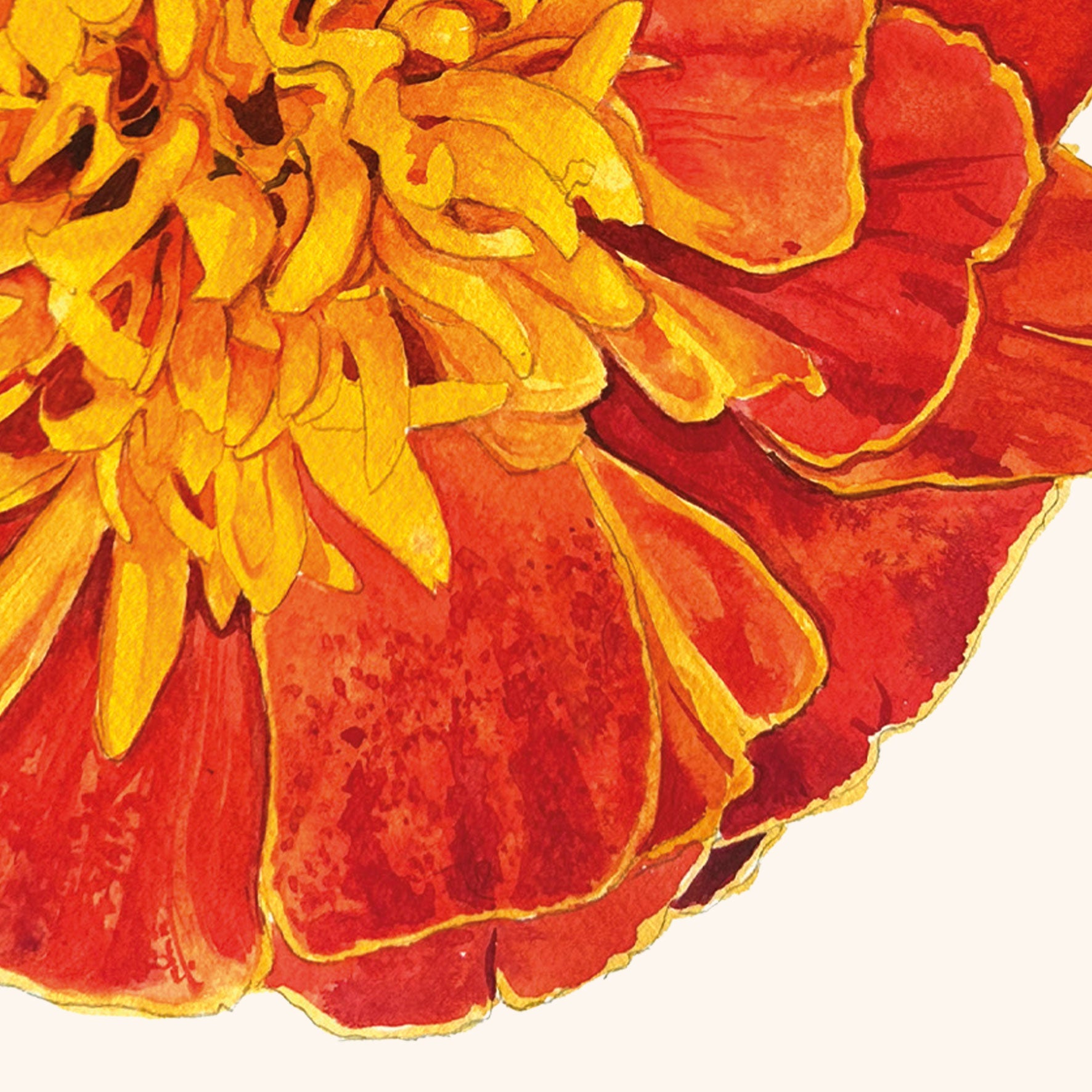 Marigold