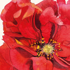 Red Geum