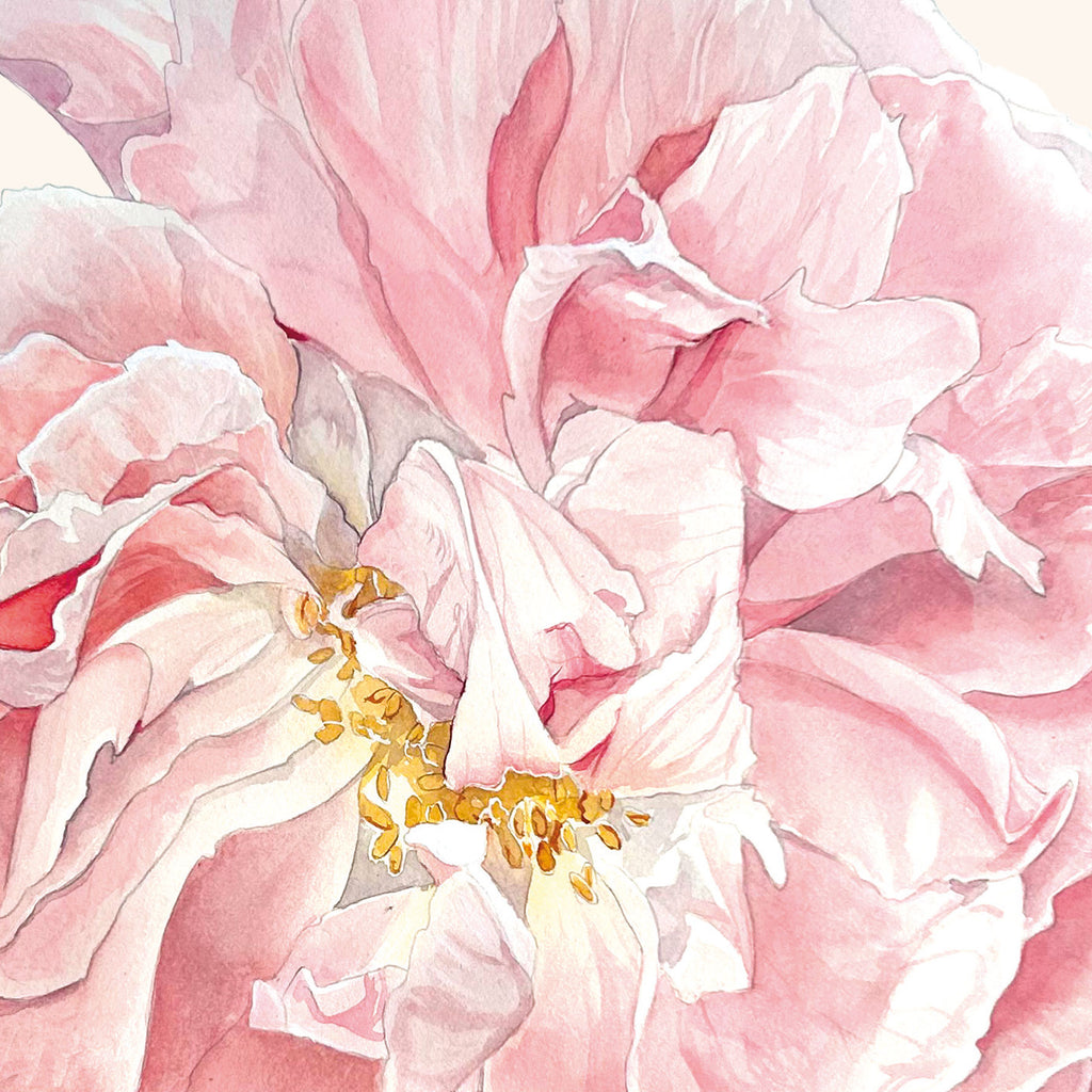 Rose Celsiana