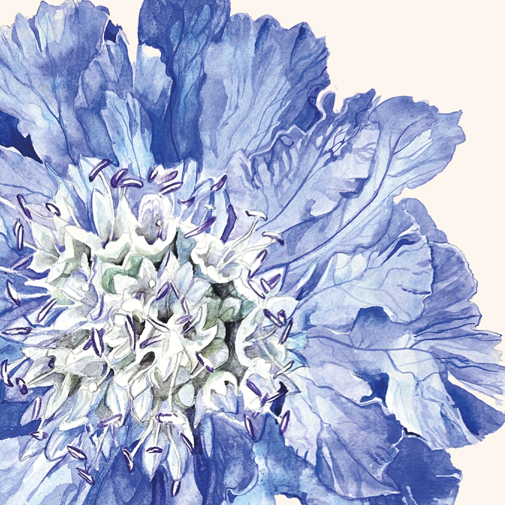 Scabiosa Fama