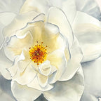 White Rose