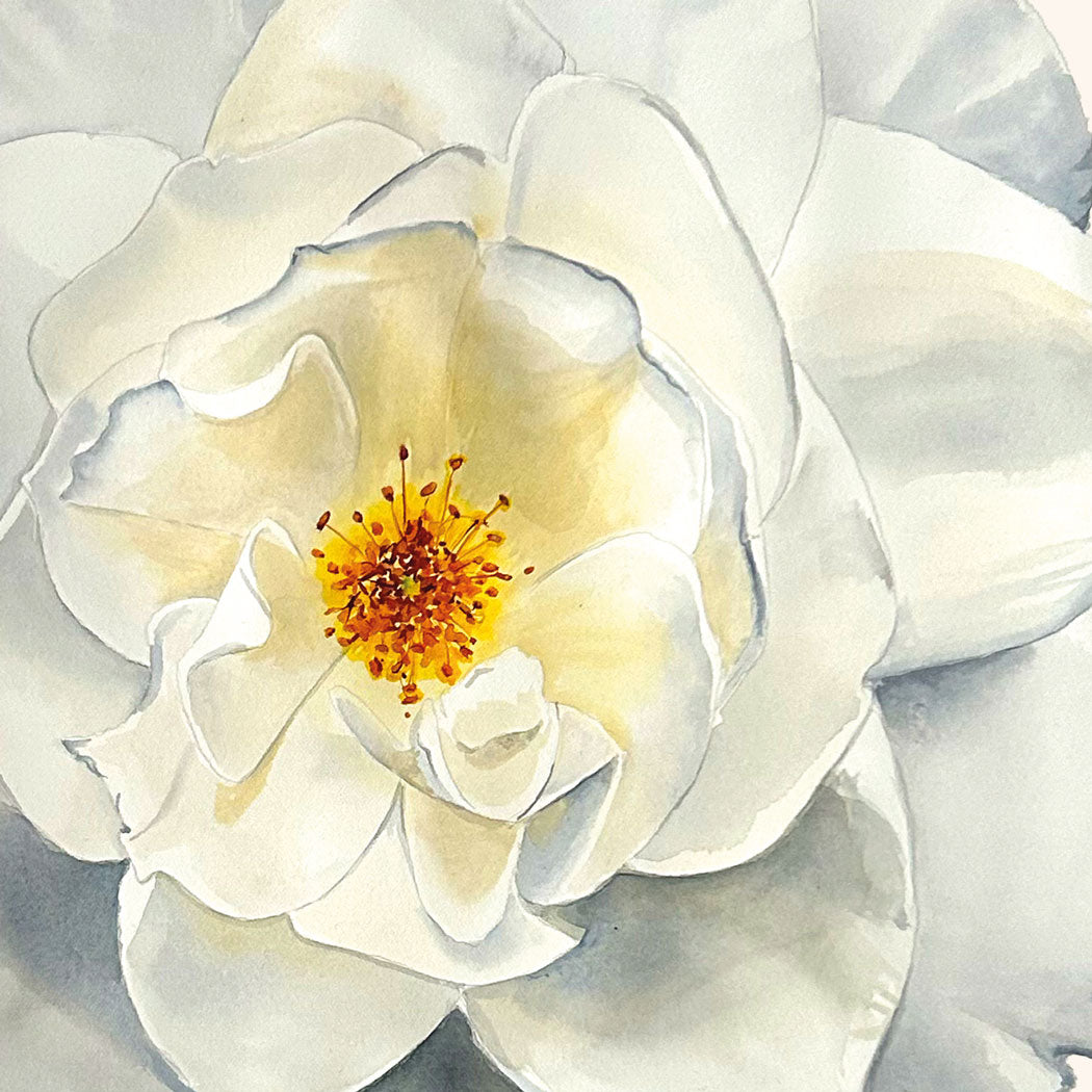 White Rose