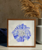 Scabiosa Fama
