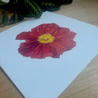 Island Poppy