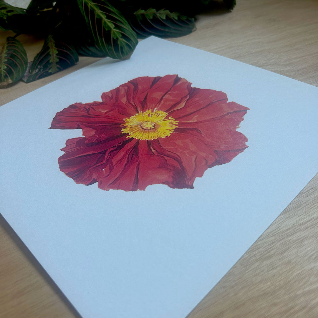 Island Poppy