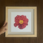 Island Poppy