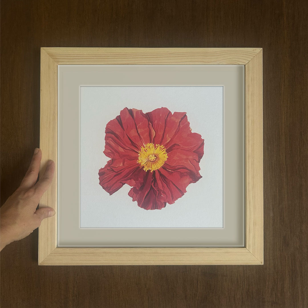 Island Poppy
