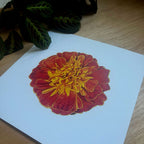 Marigold