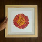 Marigold