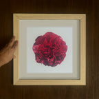 Red Peony