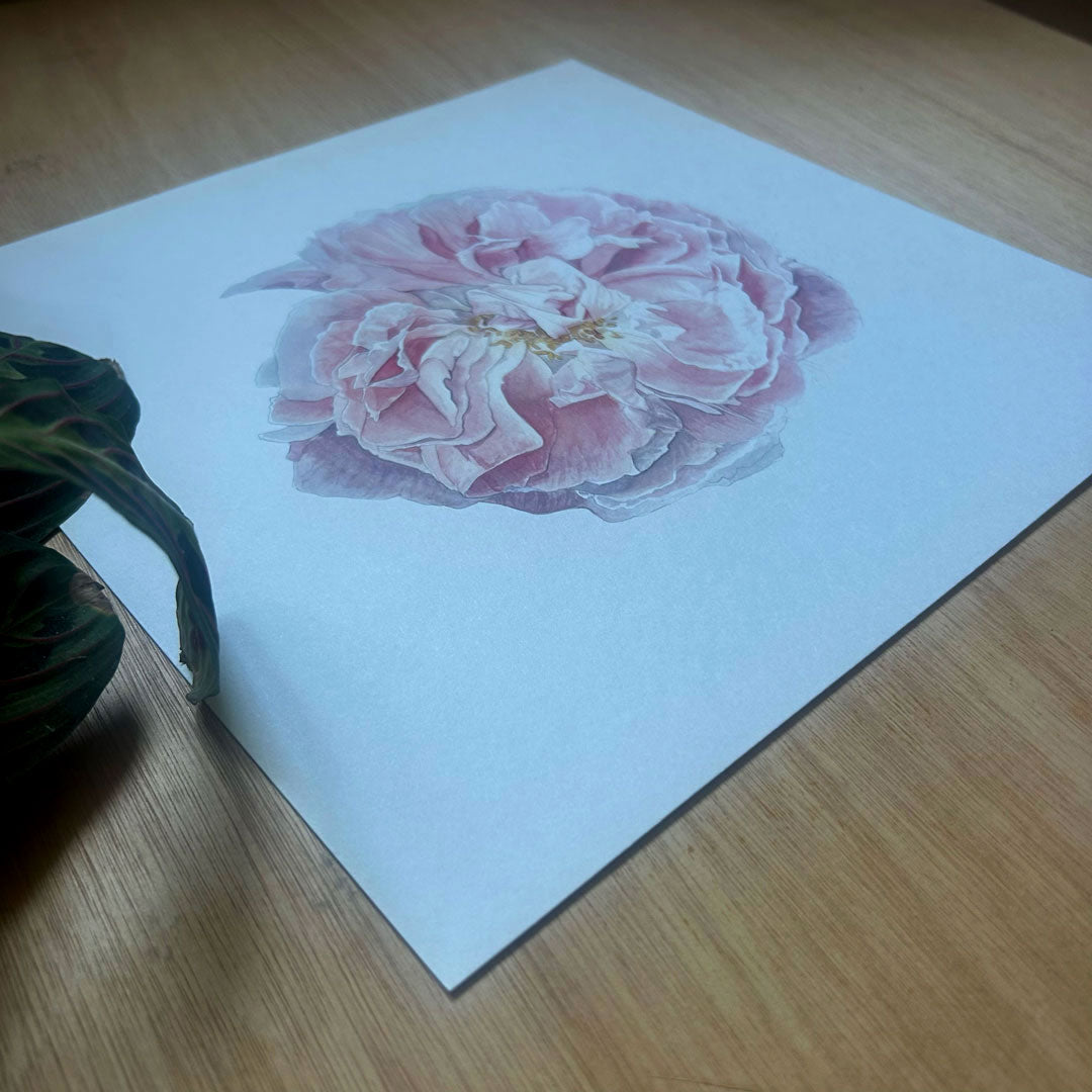 Rose Celsiana