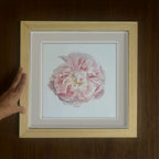 Rose Celsiana