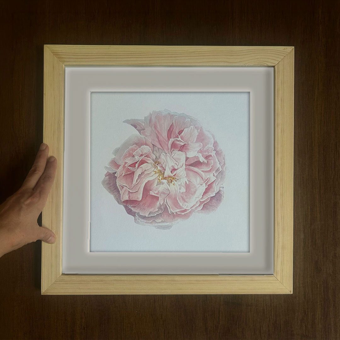 Rose Celsiana